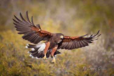 Harris's Hawk landing, Santa Clara Ranch, Texas