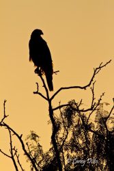 Harris's Hawk on the Weaver Ranch, Cameron Co., Texas
