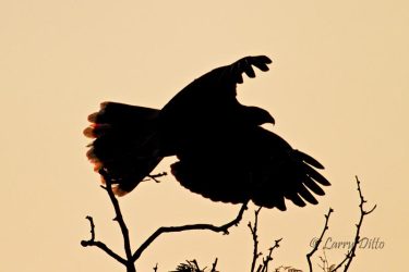Harris's Hawk (Parabuteo unicinctus) flushing, Weaver Ranch, Willacy Co., Texas