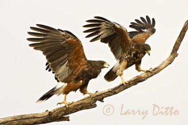 Harris's Hawks adult (left) and young