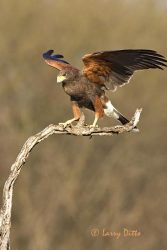 Harris's Hawk landing on perch, s. Texas