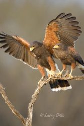 Harris's Hawk (Parabuteo unicinctus) landing