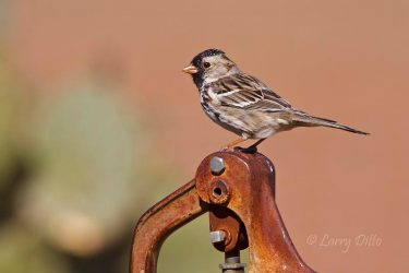 Harris's Sparrow (Zonotrichia querula) adults, winter, western Oklahoma, USA