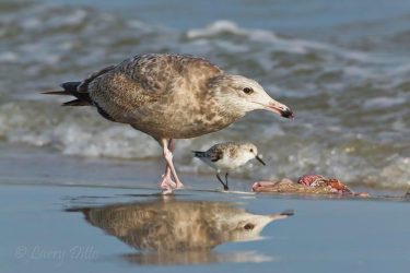 Herring Gull and Sanderling feeding on wet beach by Galveston Bay, Texas Coast.