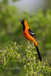 Hooded Oriole male