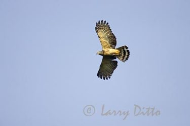 Hook-billed Kite (Chondrohierax uncinatus) female, in flight, Los Ebanos Ranch, Tamaulipas, Mexico