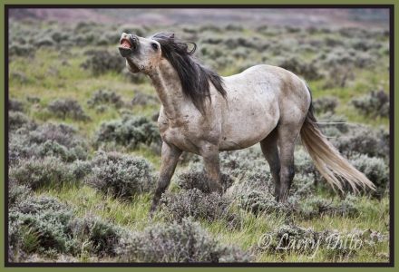 Herd stallion get the scent of a mare as he fights to maintain mating status in the herd, western Wyoming