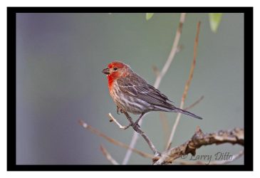 House Finch at sunrise