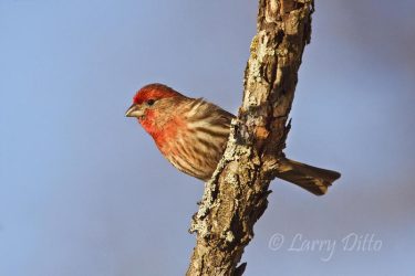 House Finch at McClelland Ranch, Junction, Texas