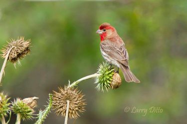 Male House Finch on Thistle seed heads