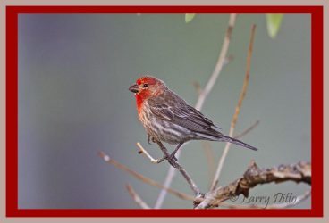 House Finch at sunrise