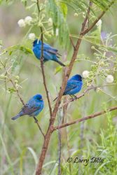 Indigo Buntings, male, spring