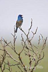 Indigo Bunting, spring, Texas