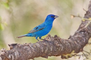 Indigo bunting, male, spring, Beto's