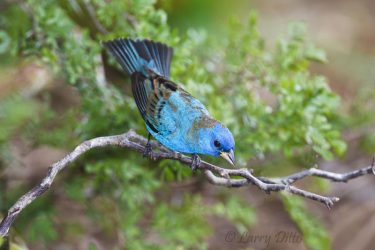 Indigo Bunting (Passerina cyanea) male, spring