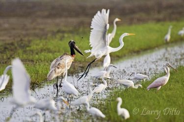 Stork, Jabiru, juvenile, south Texas near Raymondville, August, 2008, after hurricane, native of south America, feeding with egrets and roseate spoonbills in flooded croplands