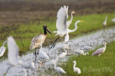 Stork, Jabiru, juvenile, south Texas near Raymondville, August, 2008, after hurricane, native of south America, feeding with egrets and roseate spoonbills in flooded croplands