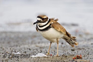 Killdeer (Charadrius vociferus) feeding on beach, Aransas Bay, Rockport, Texas, winter