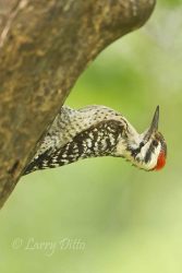 Ladderback Woodpecker