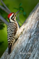Ladder-backed Woodpecker