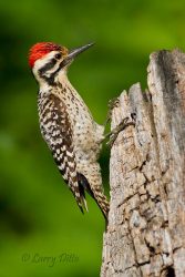 Ladder-backed Woodpecker