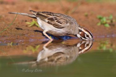 Lark Sparrow