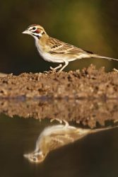 lark sparrow