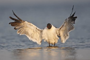 Laughing Gull shaking water from wings in the Laguna Madre, Texas