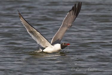 Laughing Gull drinking on the wing, SPI, Texas