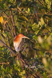 Least Bittern in black mangrove