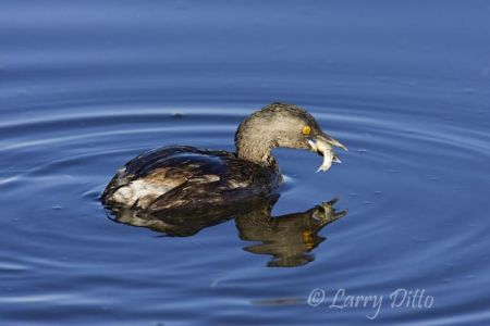 Least Grebe (Tachybaptus dominicus) with fish, a common resident of the Sabal Palm Sanctuary wetlands