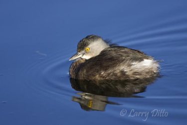 Least Grebe (Tachybaptus dominicus) on calm pond, s. Texas