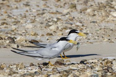 Least Tern (Sterna antillarum) with fish for mate
