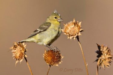 female lesser goldfinch eating sunflower seeds