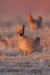 Lesser Prairie Chicken (Typanuchus pallidicinctus) male on lek, displaying to females, April