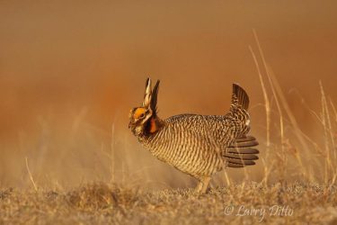 Lesser Prairie Chicken (Typanuchus pallidicinctus) male on lek, Selman Ranch, Oklahoma