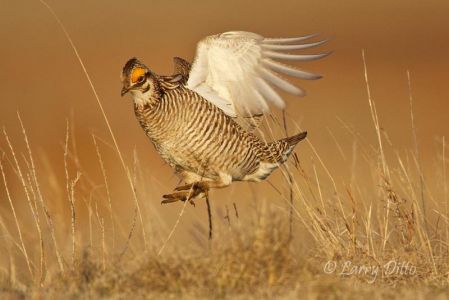 Lesser Prairie Chicken (Typanuchus pallidicinctus) male landing on lek, displaying to females, Canadian, Texas, USA, April
