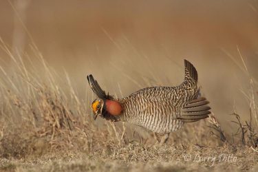 Lesser Prairie Chicken (Typanuchus pallidicinctus) male "booming" on lek, Selman Ranch, Oklahoma
