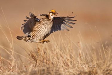 Lesser Prairie Chicken (Typanuchus pallidicinctus) male on lek, Selman Ranch, Oklahoma