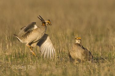 Prairie Chickens sparring (lesser prairie chicken)
