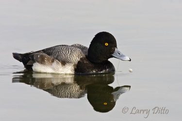 Lesser Scaup, male