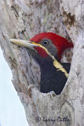 Lineated Woodpecker (Dryocopus lineatus) male at nest tree, Rancho Los Ebanos near Tepeguaje, Tamaulipas, Mexico