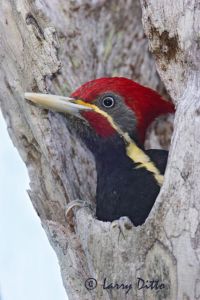 Lineated Woodpecker (Dryocopus lineatus) male at nest tree, Rancho Los Ebanos near Tepeguaje, Tamaulipas, Mexico