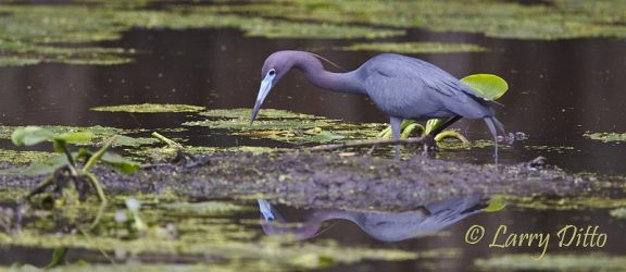 Little Blue Heron feeding, Caddo Lake, Texas