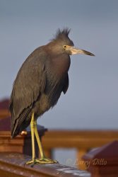 Little Blue Heron