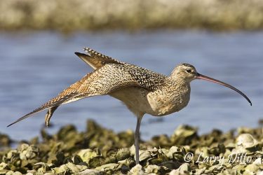 Long-billed Curlew (Numenius americanus) stretching on oyster bar, Texas coast, winter