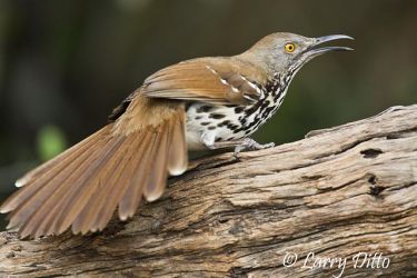 Long-billed Thrasher (Toxostoma longirostre) challenging other birds for its place on the perch, south Texas, late winter