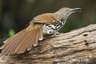 Long-billed Thrasher (Toxostoma longirostre) challenging other birds for its place on the perch, south Texas, late winter