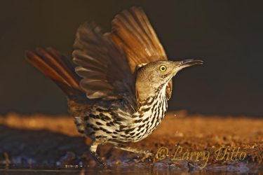 Long-billed Thrasher (Toxostoma longirostre) flushing from edge of pond on south Texas ranch