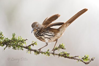 Long-billed Thrasher on Guayacan, s. Texas